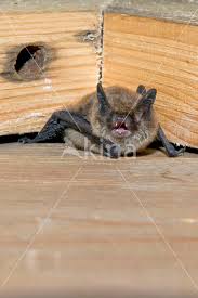 Attēlu rezultāti vaicājumam “Myotis brandtii”