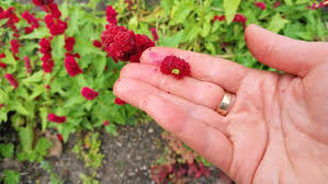 Attēlu rezultāti vaicājumam “Chenopodium polyspermum fruit”