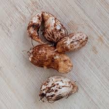 Attēlu rezultāti vaicājumam “Lathyrus tuberosus bud”