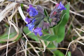 Attēlu rezultāti vaicājumam “Pulmonaria obscura leaf”
