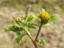 Attēlu rezultāti vaicājumam “Oenothera rubricauli bud”