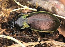 Attēlu rezultāti vaicājumam “Carabus nemoralis”
