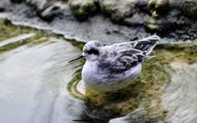 Attēlu rezultāti vaicājumam “Phalaropus lobatus”