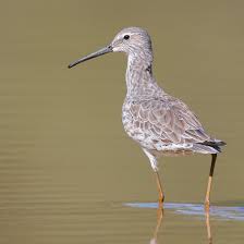 Image result for Calidris himantopus