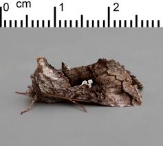 Attēlu rezultāti vaicājumam “Syngrapha interrogationis”