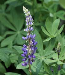 Image result for Lupinus polyphyllus Lindl.