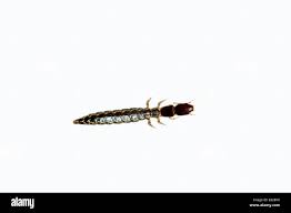 Attēlu rezultāti vaicājumam “Raphidia larva”