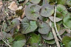 Attēlu rezultāti vaicājumam “Asarum europaeum”