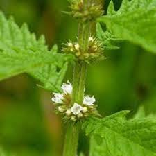 Attēlu rezultāti vaicājumam “Lycopus europaeus leaf”