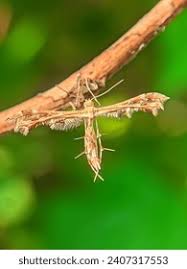 Attēlu rezultāti vaicājumam “Cnaemidophorus rhododactyla”