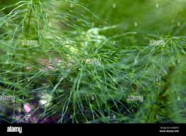 Attēlu rezultāti vaicājumam “Equisetum pratense”