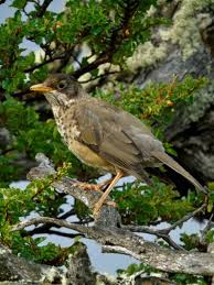 Attēlu rezultāti vaicājumam “Turdus viscivorus adult”