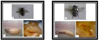 Attēlu rezultāti vaicājumam “Sarcophaga carnaria”