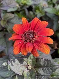 Image result for Heliopsis scabra