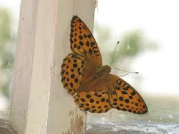 Attēlu rezultāti vaicājumam “Argynnis laodice female”