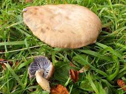 Attēlu rezultāti vaicājumam “Stropharia hornemannii”