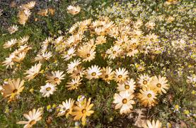 Image result for Dimorphotheca sinuata