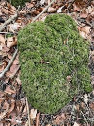 Attēlu rezultāti vaicājumam “Thamnobryum alopecurum”