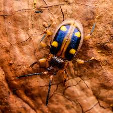 Attēlu rezultāti vaicājumam “Endomychidae”