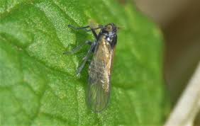 Attēlu rezultāti vaicājumam “Javesella pellucida”