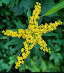 Attēlu rezultāti vaicājumam “Solidago virgaurea flower”