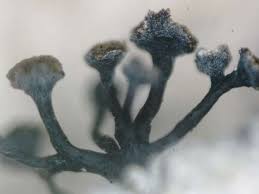 Attēlu rezultāti vaicājumam “Chaenotheca ferruginea”