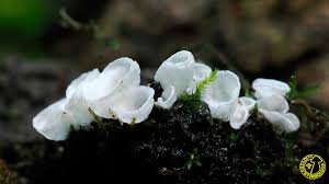 Attēlu rezultāti vaicājumam “Rimbachia neckerae”