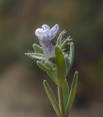 Attēlu rezultāti vaicājumam “Linaria loeselii leaf”