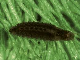 Attēlu rezultāti vaicājumam “Leiodidae larva”
