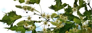 Attēlu rezultāti vaicājumam “Tilia platyphyllos Laciniata”