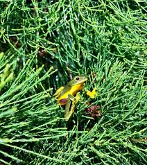 Attēlu rezultāti vaicājumam “Dianema depressum”