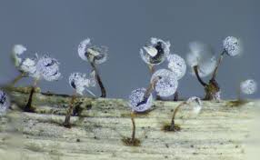 Attēlu rezultāti vaicājumam “Didymium proximum”