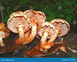 Attēlu rezultāti vaicājumam “Pholiota squarrosoides”