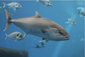 Image result for Thunnus thynnus