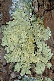 Attēlu rezultāti vaicājumam “Flavoparmelia caperata”