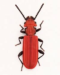 Attēlu rezultāti vaicājumam “Cucujus cinnaberinus larva”