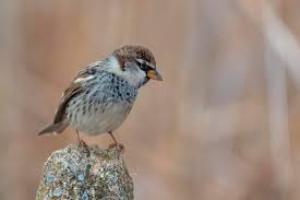 Image result for Passer hispaniolensis