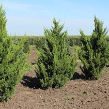 Attēlu rezultāti vaicājumam “Juniperus chinensis”
