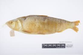 Image result for Alosa chrysochloris