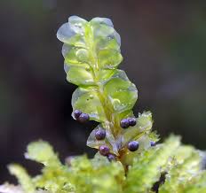 Attēlu rezultāti vaicājumam “Leiocolea rutheana cells”