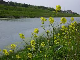 Attēlu rezultāti vaicājumam “Sinapis arvensis”