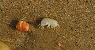 Attēlu rezultāti vaicājumam “Licea pygmaea sessile”