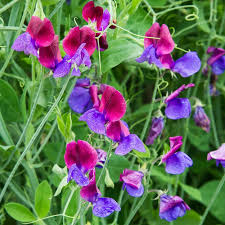 Image result for Lathyrus odoratus