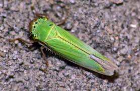 Attēlu rezultāti vaicājumam “Cicadella viridis”