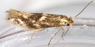 Attēlu rezultāti vaicājumam “Bucculatrix rhamniella”