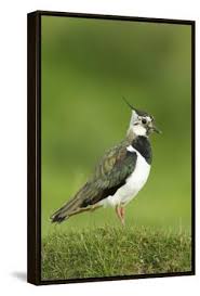 Attēlu rezultāti vaicājumam “Vanellus vanellus adult”