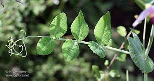 Attēlu rezultāti vaicājumam “Pisum sativum leaf”