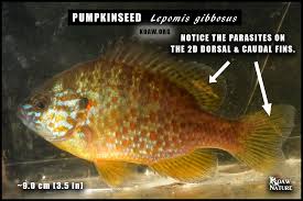 Image result for Lepomis gibbosus
