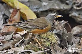Image result for Turdus obscurus