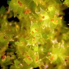 Attēlu rezultāti vaicājumam “Lophozia longidens”